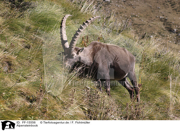 Alpensteinbock / Alpine ibex / FF-15556