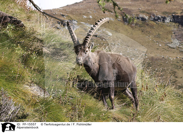 Alpensteinbock / Alpine ibex / FF-15557