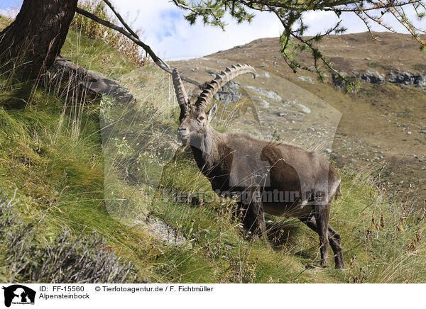 Alpensteinbock / Alpine ibex / FF-15560