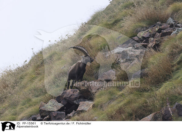 Alpensteinbock / Alpine ibex / FF-15561