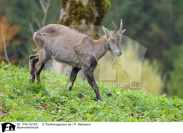 Alpensteinbock / Alpine ibex / PW-19103