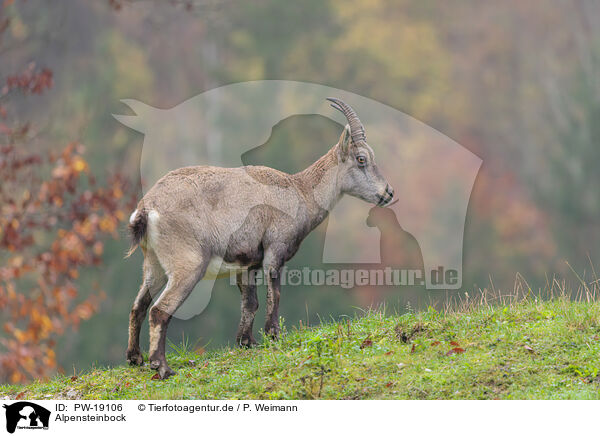 Alpensteinbock / Alpine ibex / PW-19106