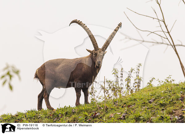 Alpensteinbock / Alpine ibex / PW-19116