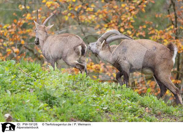 Alpensteinbock / Alpine ibex / PW-19126