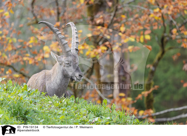 Alpensteinbock / Alpine ibex / PW-19134