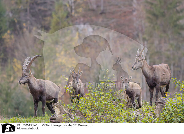 Alpensteinbock / Alpine ibex / PW-19141