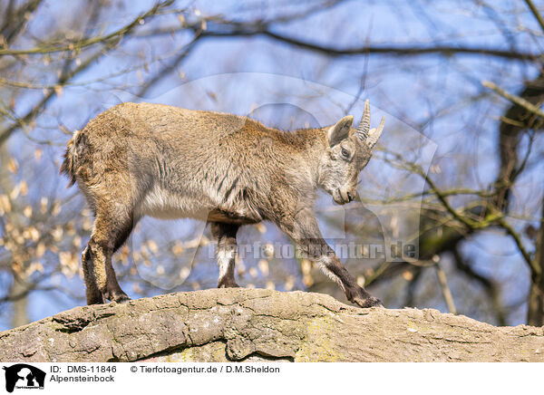 Alpensteinbock / Alpine ibex / DMS-11846