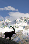 Steinbock als Silhouette