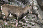 Steinbockweibchen