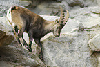 Steinbock