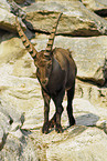 Steinbock