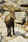 Steinbock