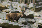 Steinbock