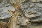 Steinbock