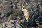 Alpensteinbock