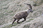 Alpensteinbock