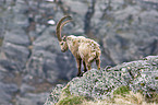 Alpensteinbock