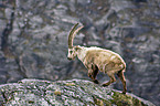 Alpensteinbock