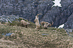 Alpensteinbock