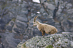 Alpensteinbock