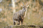 Alpensteinbock