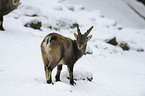 Alpensteinbock