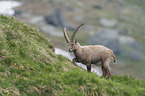 Alpensteinbock