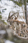 Alpensteinbock