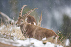 Alpensteinbock