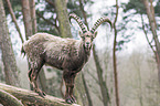Alpensteinbock