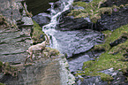 Alpensteinbock