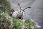 Alpensteinbock