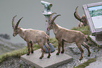 Alpensteinbock