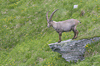 stehender Alpensteinbock