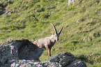 stehender Alpensteinbock