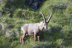 stehender Alpensteinbock