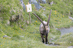 laufender Alpensteinbock