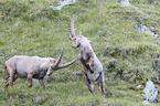 kmpfende Alpensteinbcke