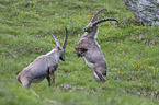 kmpfende Alpensteinbcke