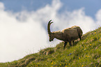 laufender Alpensteinbock