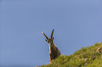 stehender Alpensteinbock