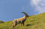 stehender Alpensteinbock