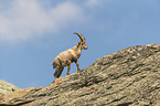 stehender Alpensteinbock