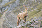 stehender Alpensteinbock