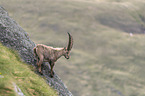 stehender Alpensteinbock