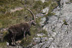 Alpensteinbock