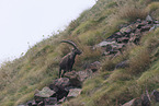 Alpensteinbock