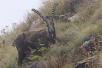 Alpensteinbock
