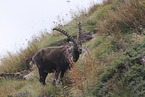 Alpensteinbock