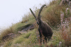 Alpensteinbock